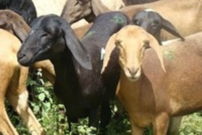 Programa Alagoas Mais Ovinos entrega animais em Mata Grande na terça