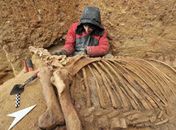 Cientistas analisam esqueleto de cavalo pré-histórico achado na França