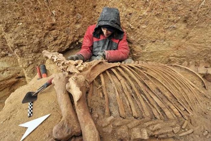 Cientistas analisam esqueleto de cavalo pré-histórico achado na França