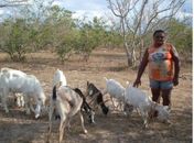 Programa Alagoas Mais Ovinos começa a dar resultado