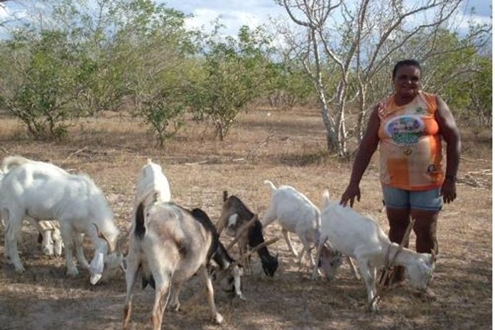 Programa Alagoas Mais Ovinos começa a dar resultado