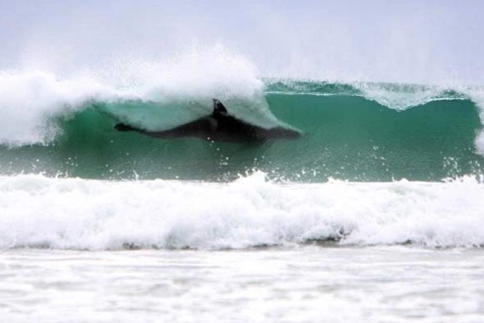 Na praia em Sandy Bay, Orcas são flagradas 'surfando' na Nova Zelândia