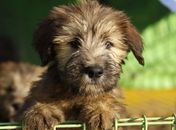 Geneticista da Coreia do Sul recupera raça de cão quase extinta