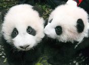 "Baby boom": chineses apresentam 16 filhotes de panda