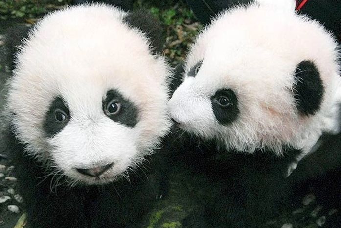 "Baby boom": chineses apresentam 16 filhotes de panda