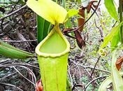 Nova espécie de planta carnívora é descoberta no Camboja