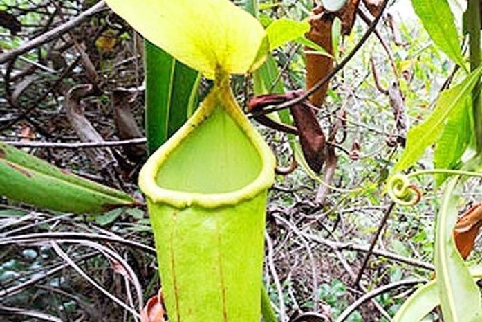 Nova espécie de planta carnívora é descoberta no Camboja