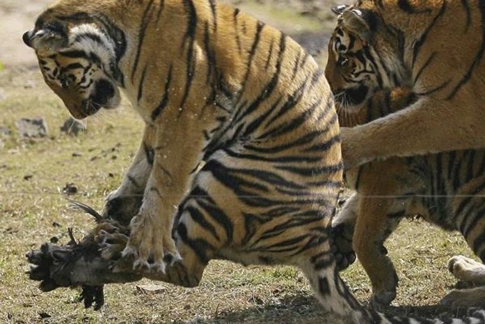 Tigres são flagrados tentando capturar galinha em zoo chinês