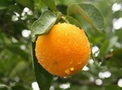 Produtores de laranja lima de Santana do Mundaú apresentam avanços
