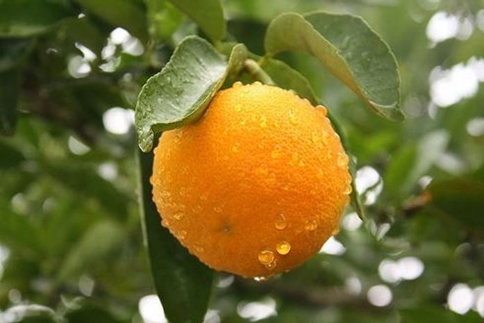 Produtores de laranja lima de Santana do Mundaú apresentam avanços