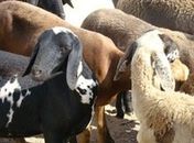 Olho D’Água das Flores recebe ações para fortalecer agricultura familiar