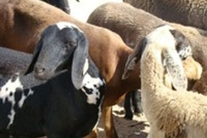 Olho D’Água das Flores recebe ações para fortalecer agricultura familiar