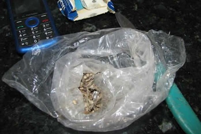 Sementes de maconha encontradas em uma das celas.