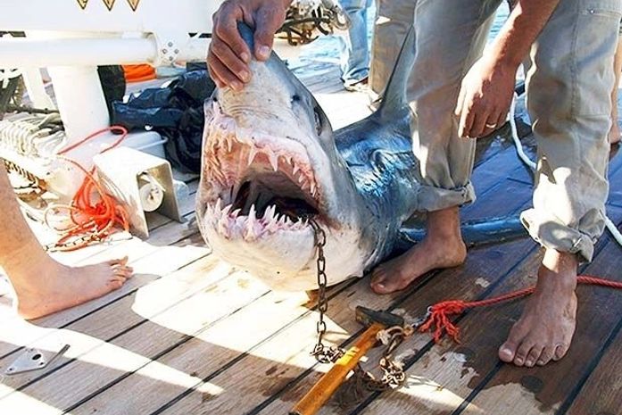 Tubarão que atacou quatro turistas é capturado no Egito