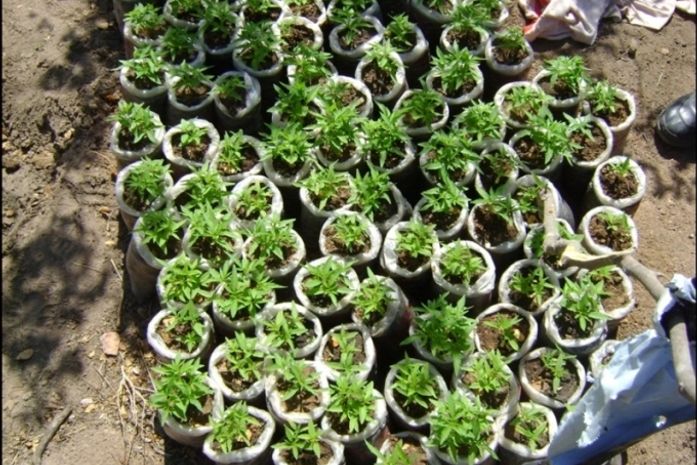 9º Batalhão prende quadrilha de traficantes de maconha em Mata Grande