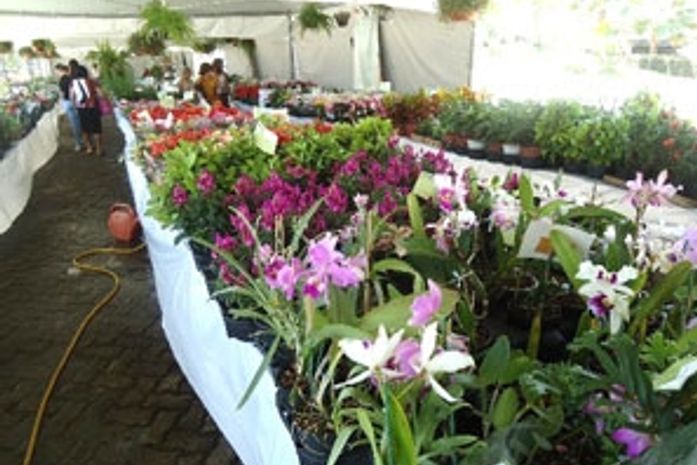 Arapiraca se transforma na capital alagoana das flores‏