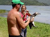 Pinguins fogem da Polícia Ambiental e invadem avenida em SC