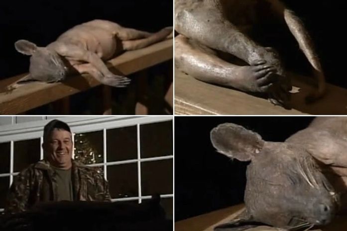 Americano diz ter matado 'chupacabras' no quintal de casa