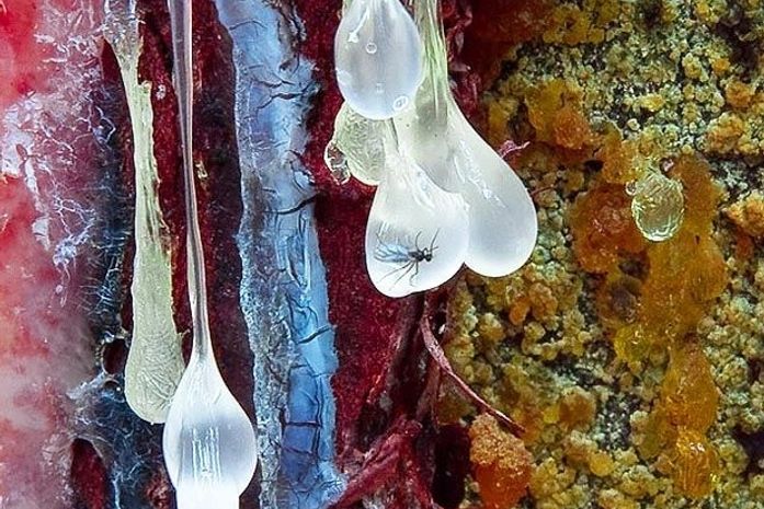 Imagem de inseto preso em resina vence concurso de fotografia