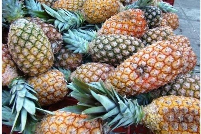 Safra do abacaxi gera renda para agricultores do Agreste