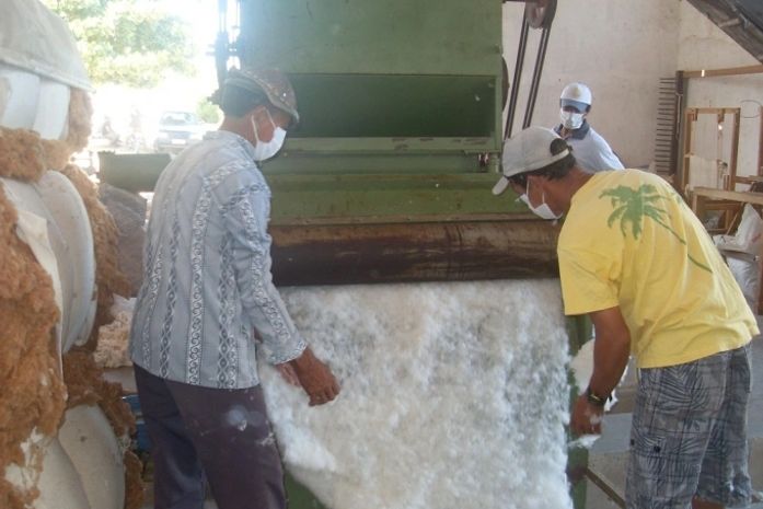 Agricultores colhem algodão colorido em Água Branca