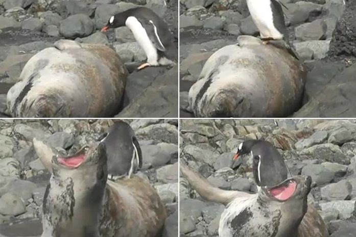 Pinguim sobe na barriga de leão-marinho e irrita rival
