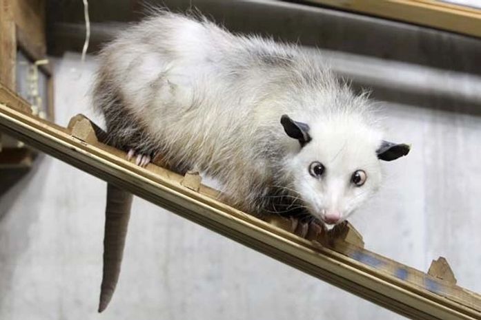 Gambá vesga faz sucesso na internet e tem mais de 68 mil fãs