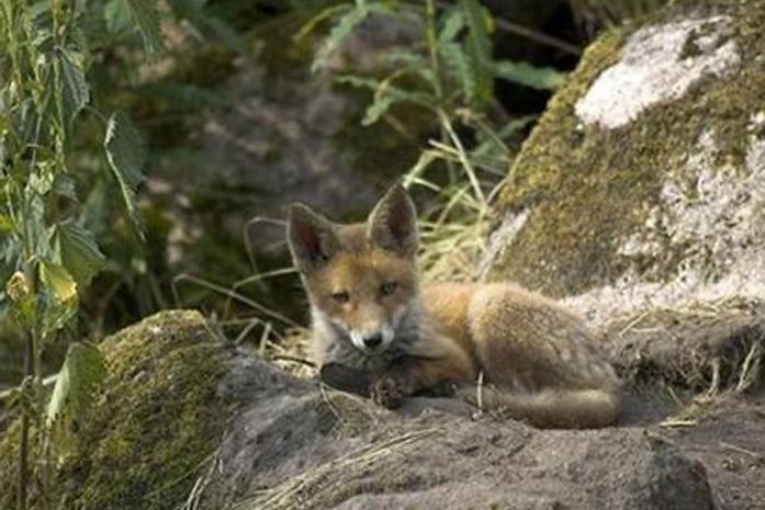 Raposa 'atira' na perna de caçador em Belarus