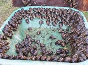 Caramujos africanos gigantes infestam bairros de Florianópolis