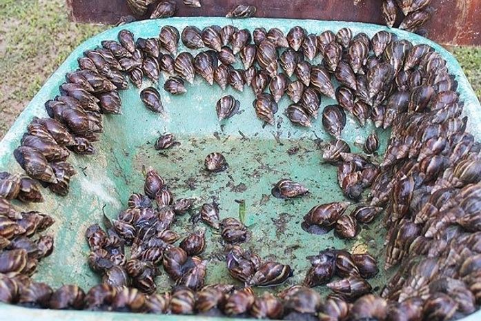Caramujos africanos gigantes infestam bairros de Florianópolis