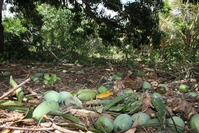 Prejuízo: 80% das safras de caju e manga ficaram comprometidas em Palmeira