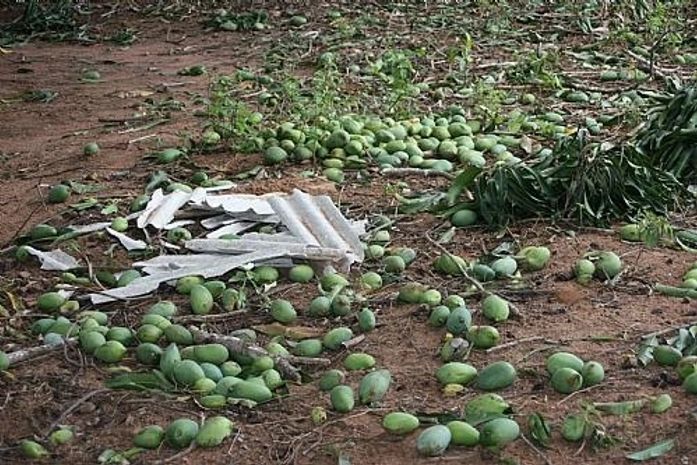 Temporal que castigou Palmeira prejudica safras de manga e cajú