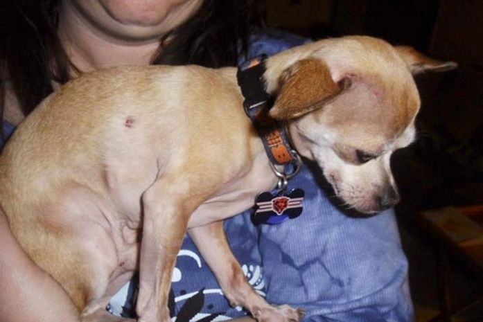 Após ser atacado por coruja, cão se recusa a passear à noite