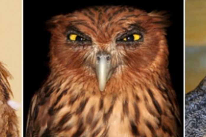 Se beber, não voe: polícia prende coruja bêbada na Alemanha