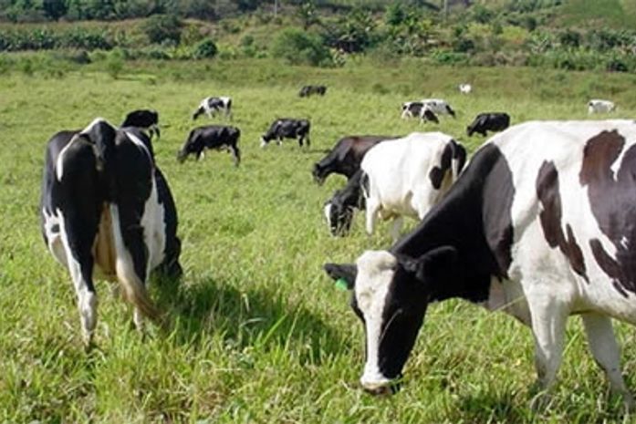 Pecuária de leite e piscicultura serão fortalecidas em Junqueiro