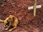 'É tudo mentira', diz coveiro sobre cão fotografado ao lado de sepultura