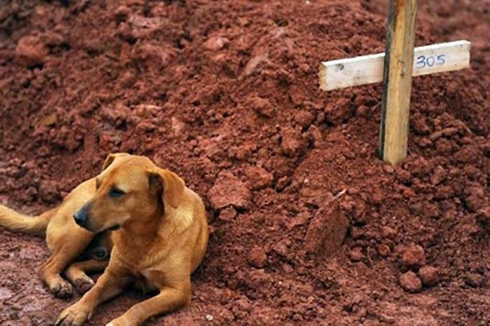 'É tudo mentira', diz coveiro sobre cão fotografado ao lado de sepultura