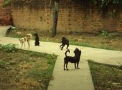 Morte de cães na Ponta Verde: Moradora acusa hotel por envenenamento