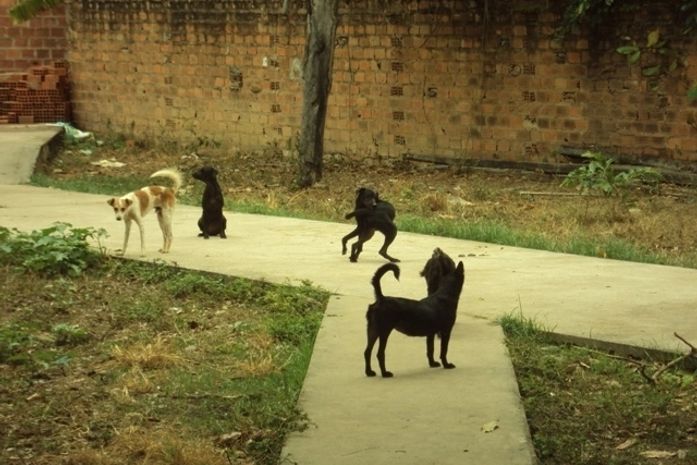 Morte de cães na Ponta Verde: Moradora acusa hotel por envenenamento