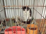 Gatos abandonados recebem carinho no Núcleo