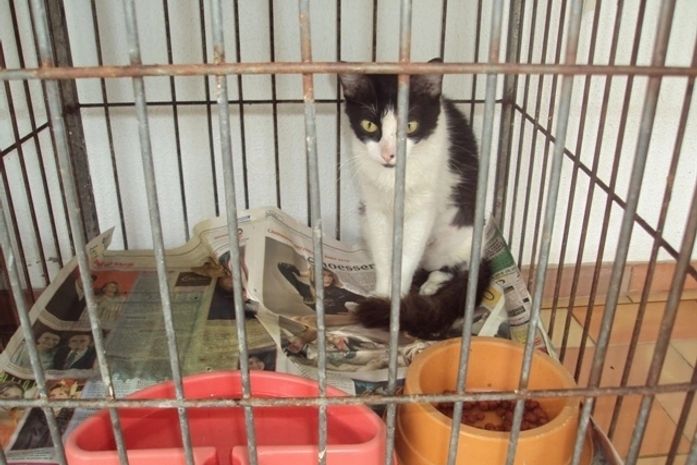 Gatos abandonados recebem carinho no Núcleo