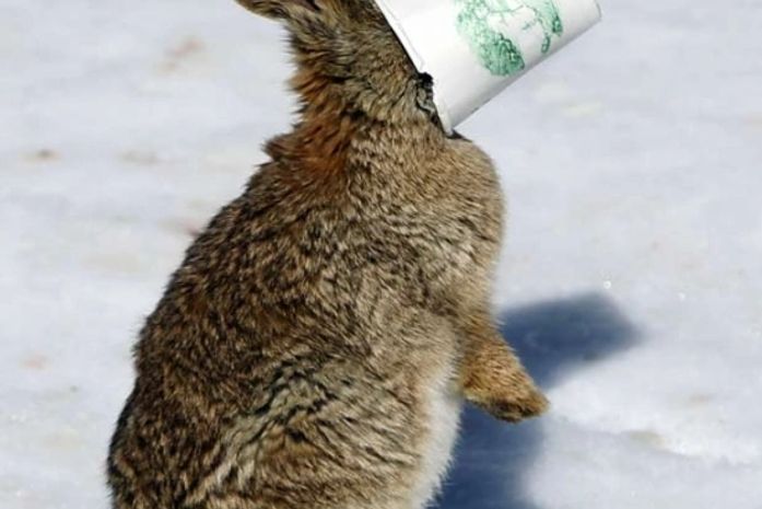 Fotógrafo flagra coelho com a cabeça 'entalada' em copo