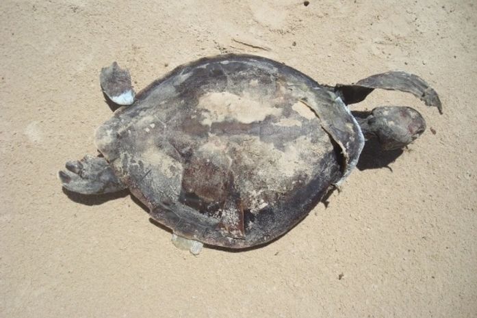 Lixo e tartarugas mortas na praia do Pontal do Peba