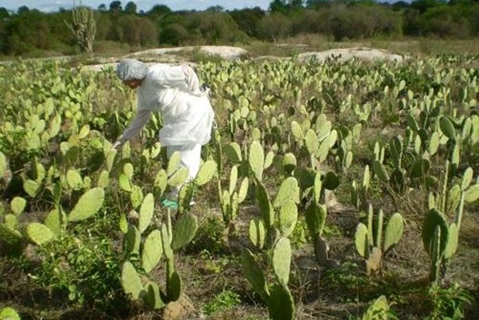 Adeal define plano emergencial para combater a cochonilha do carmim