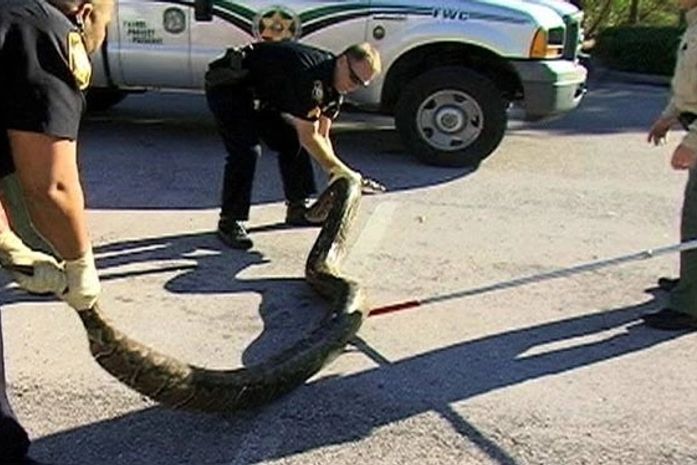 Após ficar sumida por 2 anos, cobra de 4,2 metros é capturada