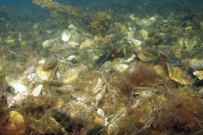 Recifes naturais de ostra pelo mundo estão quase extintos, diz estudo