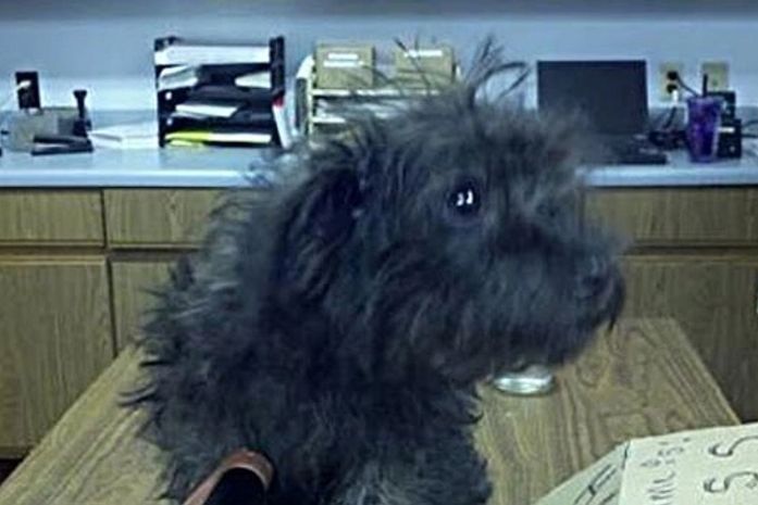 Após falhar em enviar cão pelo correio, mulher quer reaver animal