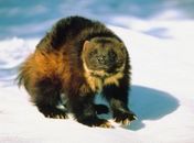 Wolverine corre perigo nos Estados Unidos