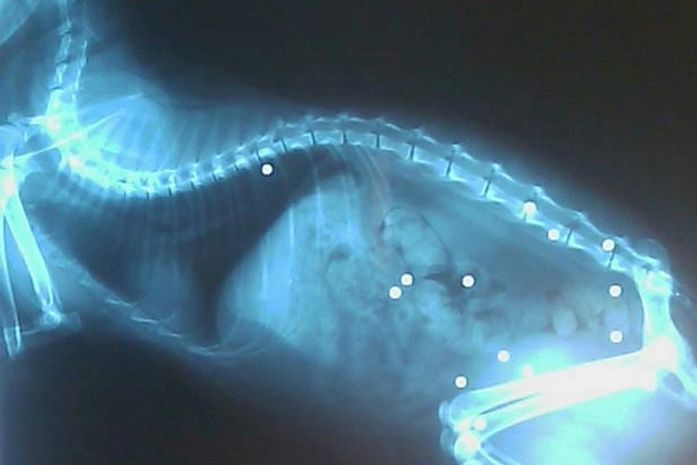 Raio-x mostrou que gato tinha 19 marcas de tiros pelo corpo