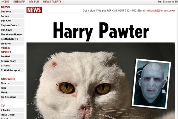 Gato não consegue família por causa de semelhança com 'Lord Voldemort'.